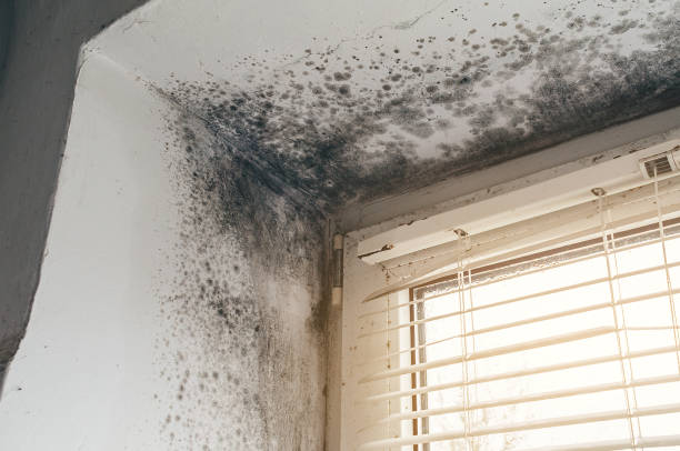 Affordable Black Mold Removal solutions in Cologne, NJ